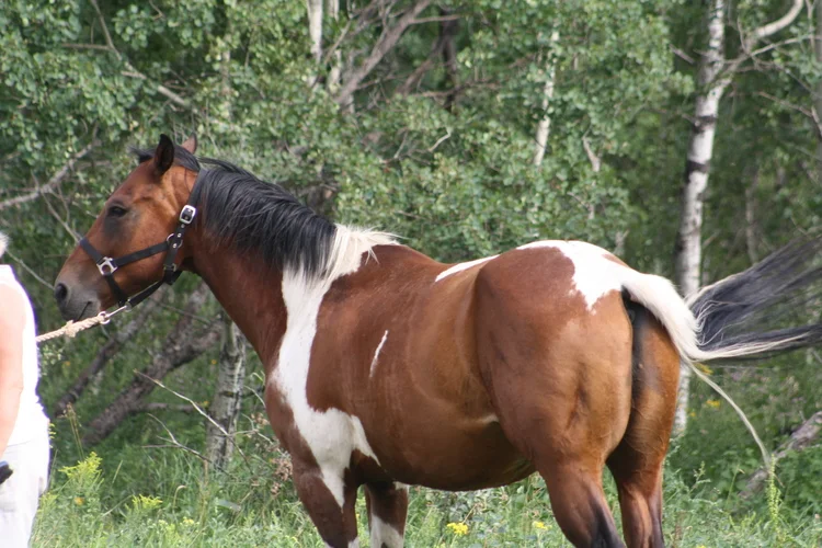 Delta+Promise+APHA.jpg
