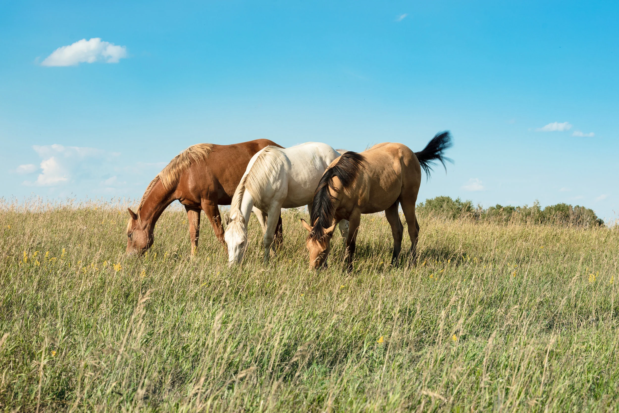 HORSES, CRITTERS &amp; PEOPLE