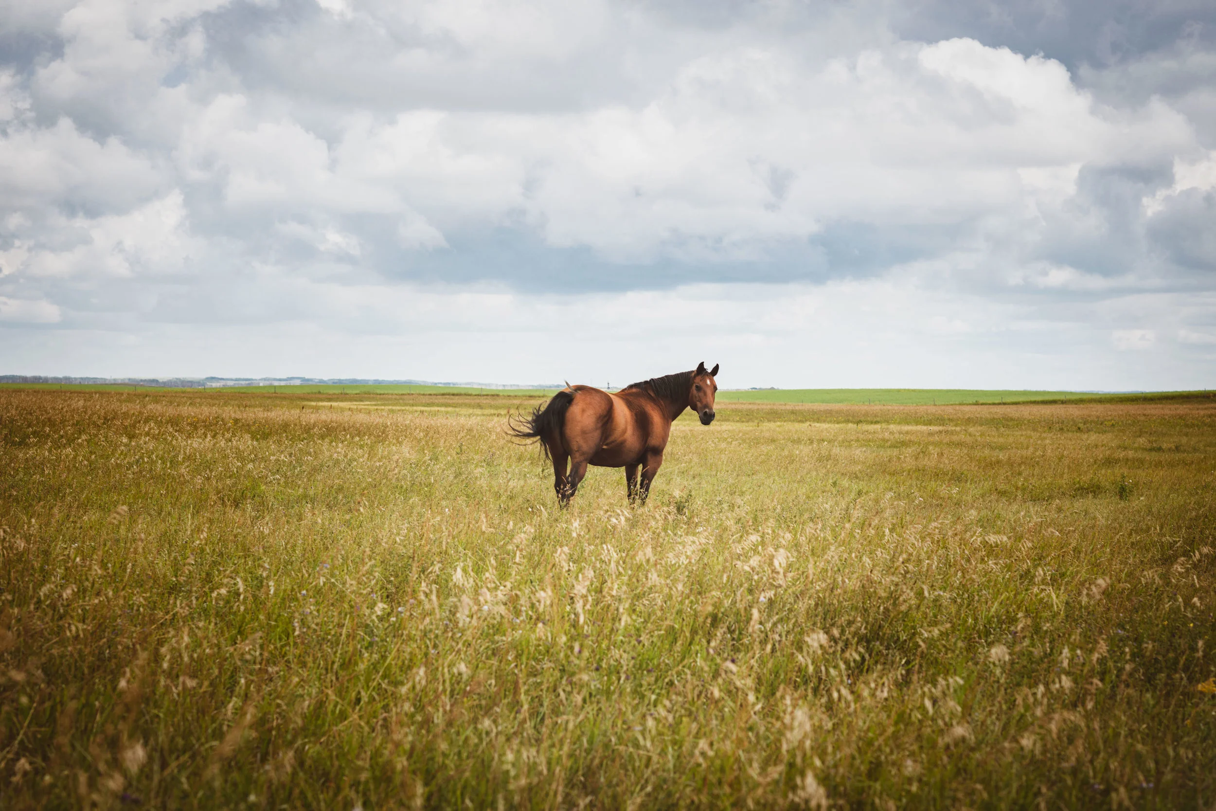 2J5A3358-1.mares.jpg