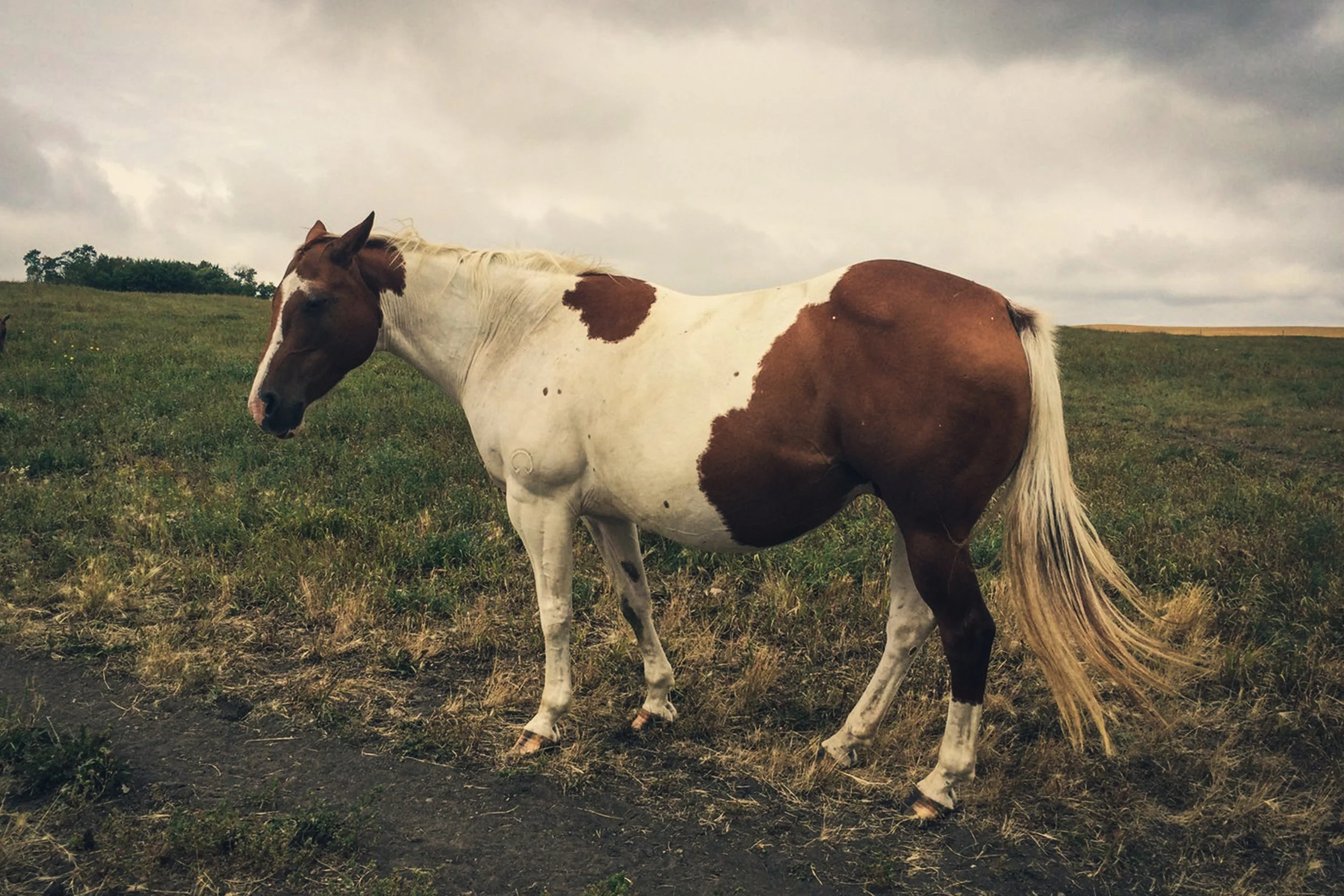 REFERENCE-MARES.jpg