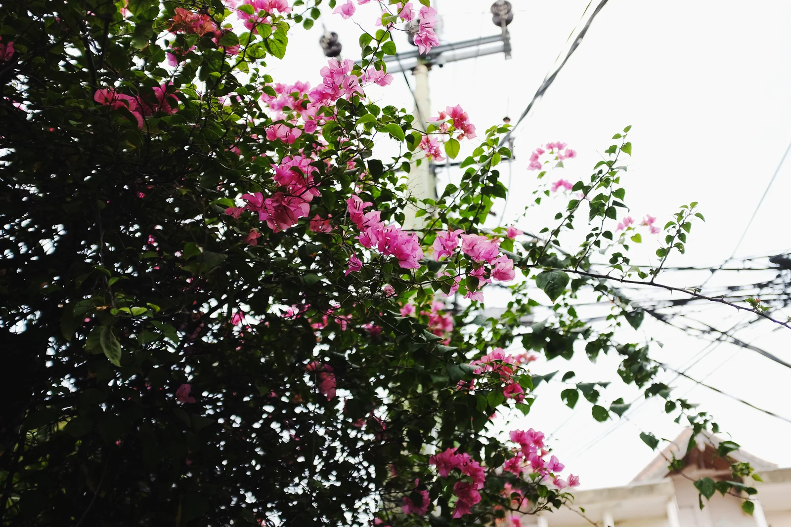 Bali-35.jpg
