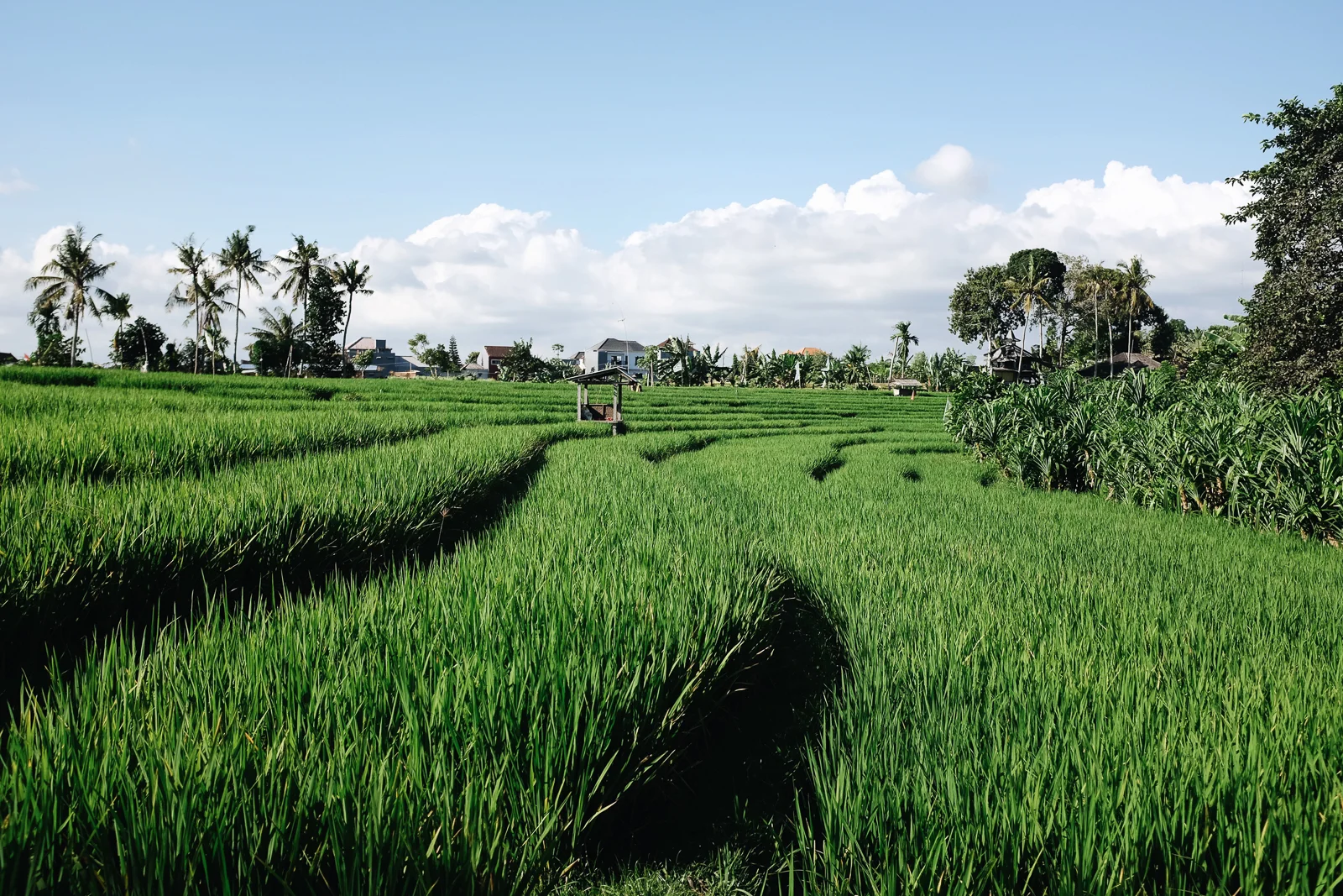 Bali-214.jpg