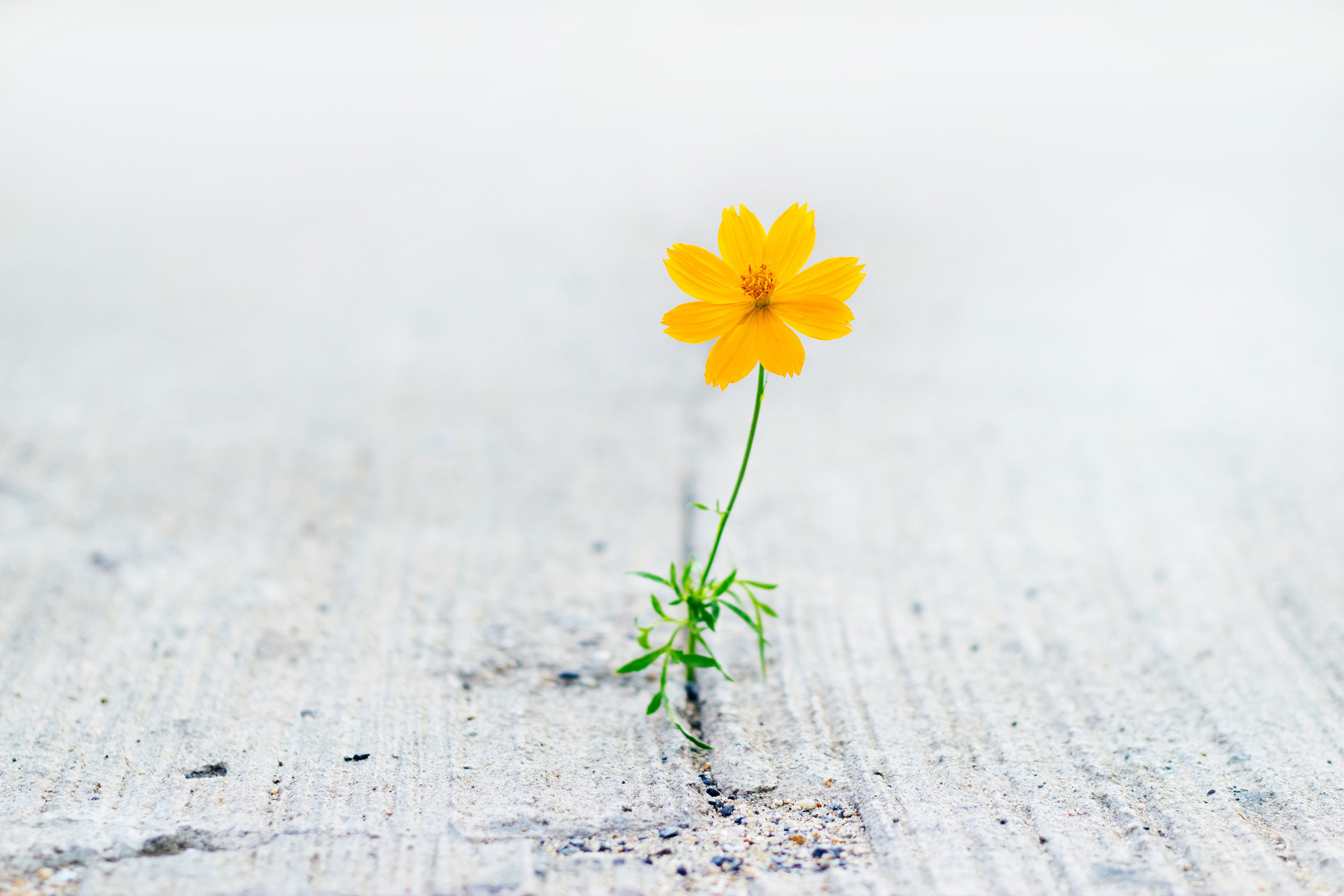 Claim your right to bloom, whatever your upbringing or circumstance.