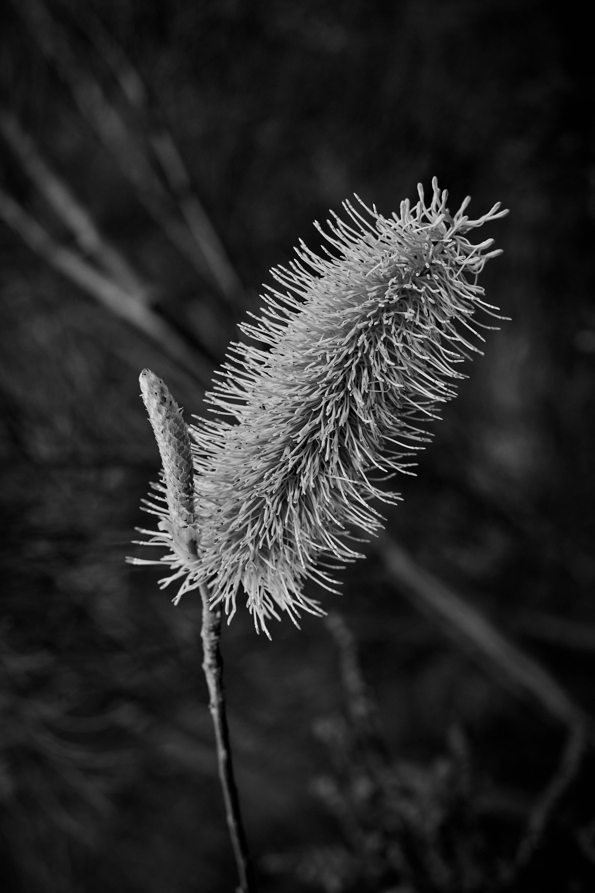 DevWa0H3A9553_.jpg
