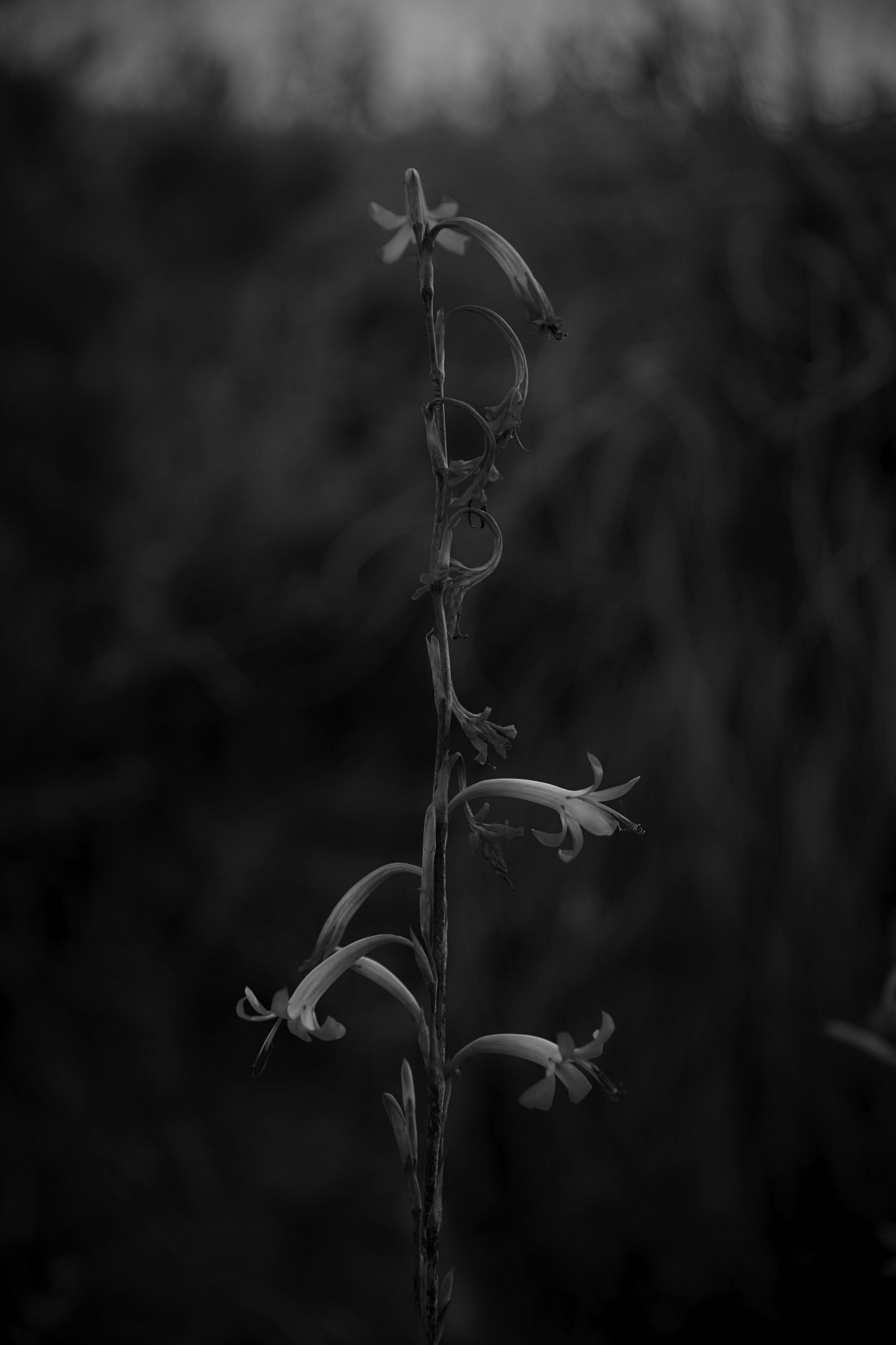 0H3A9530.JPG
