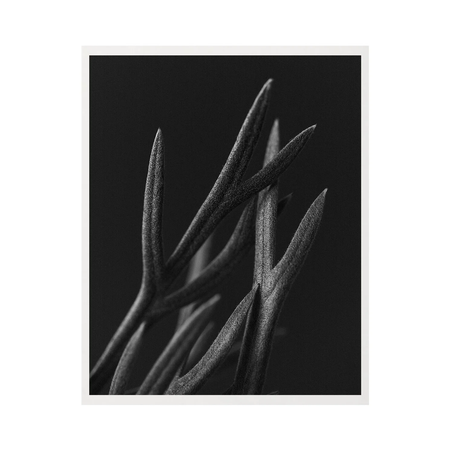 Touch 8x10 border.jpg