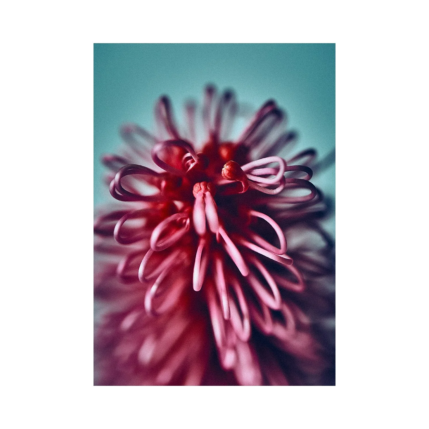 Passion Flower no border.jpg