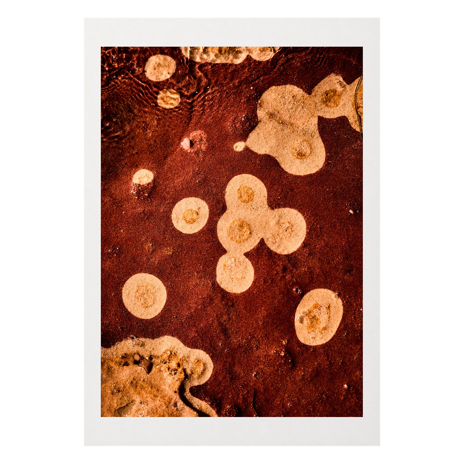 Sea Flower #1 A3 Border.jpg