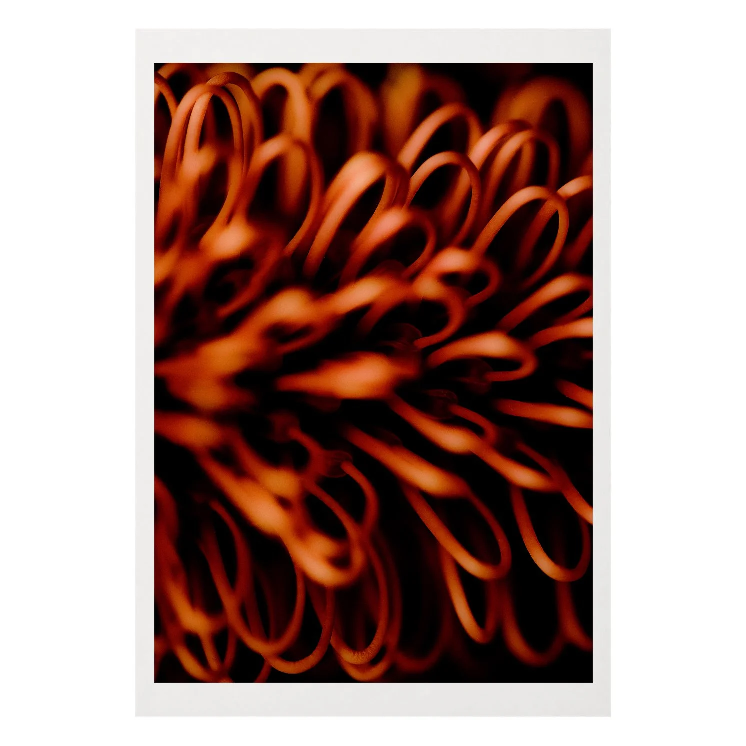 Bloom #1.jpg