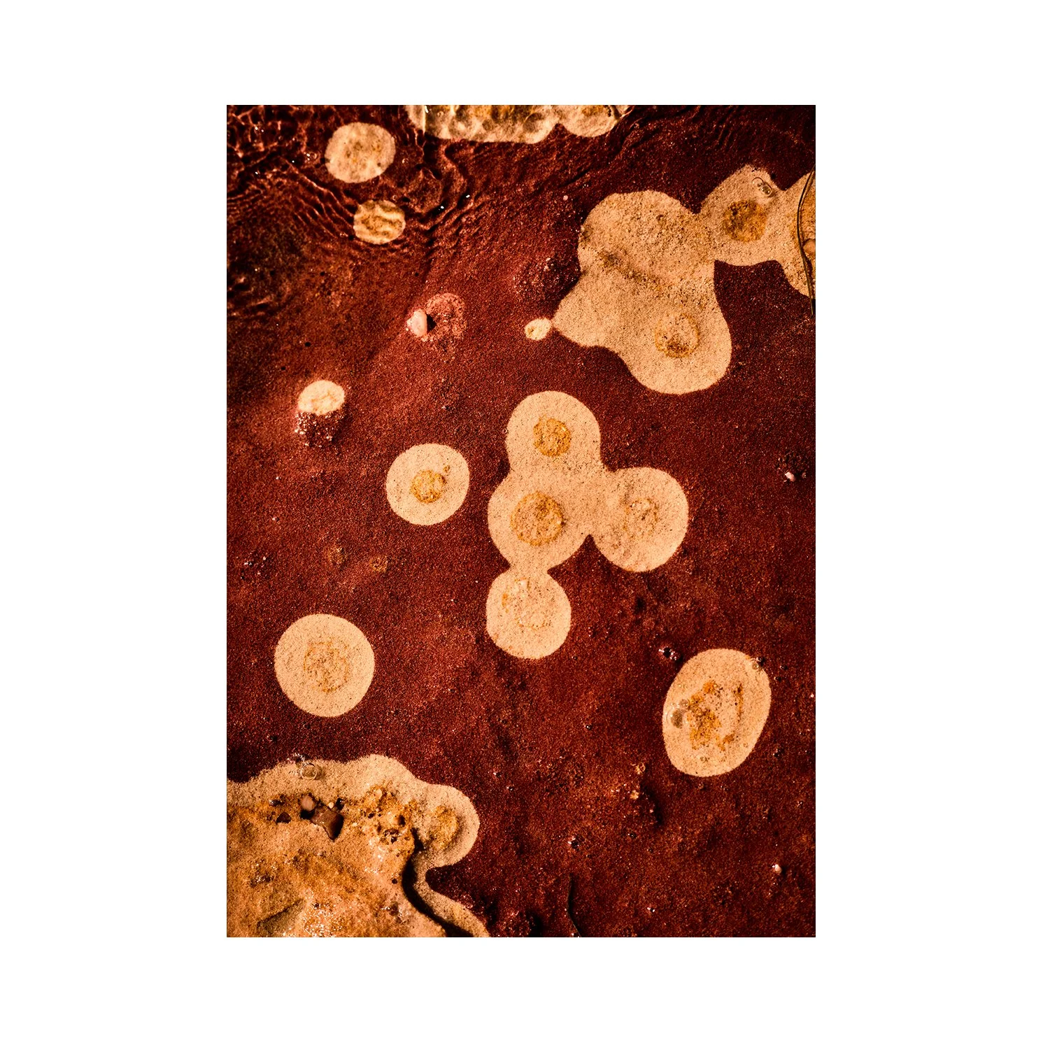 Sea Flower #1 A3 No Border.jpg