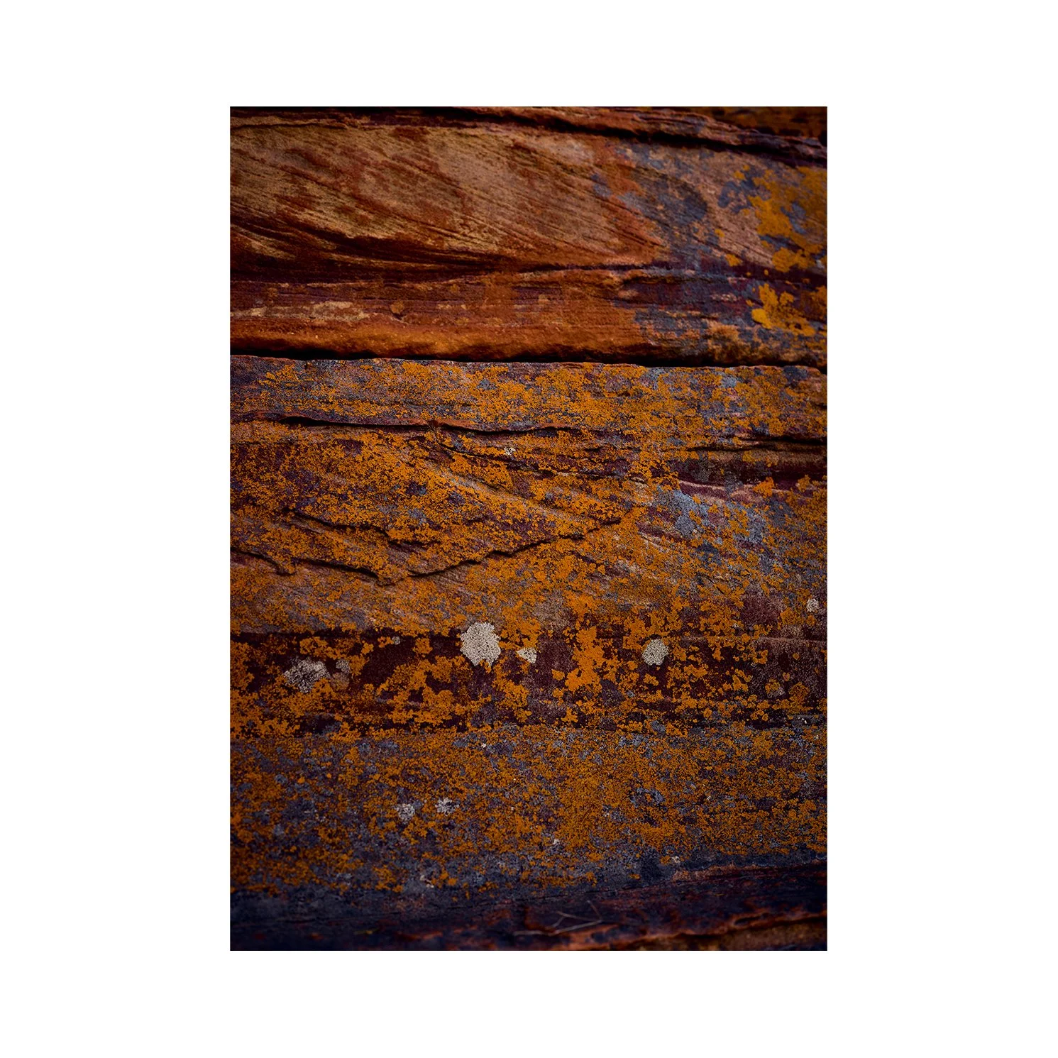 Orange Blossom A3 no border.jpg