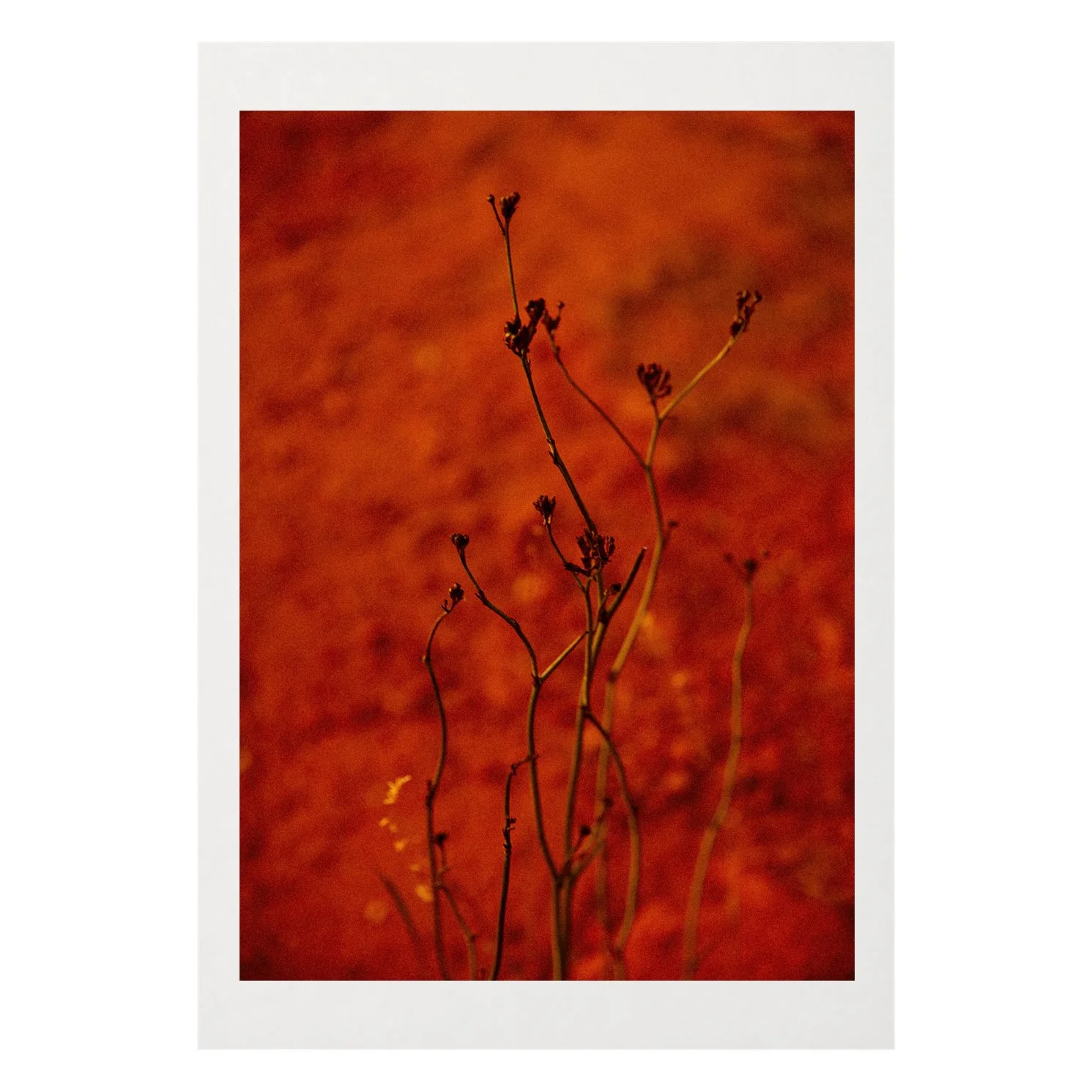 Red Dream A3 Border.jpg
