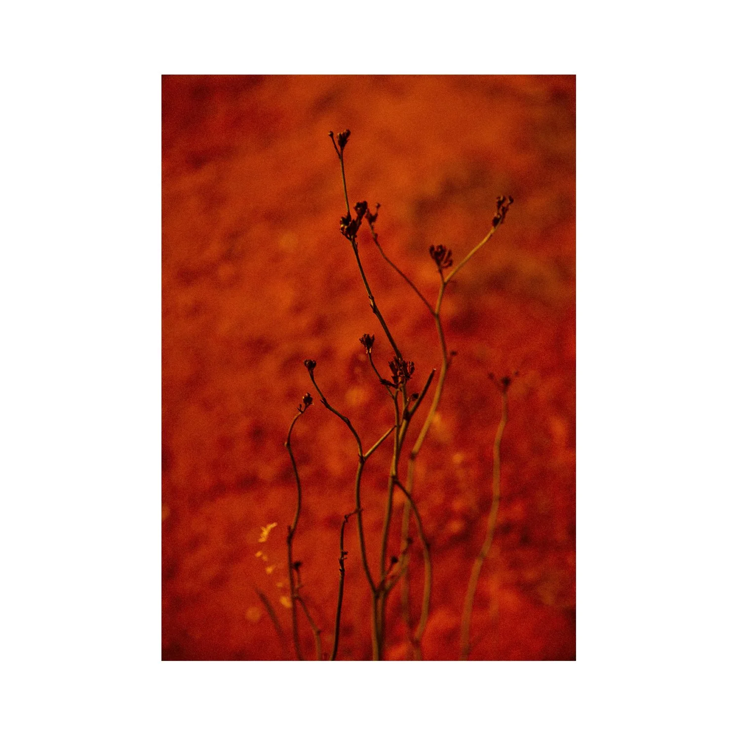 Red Dream no Border A3.jpg