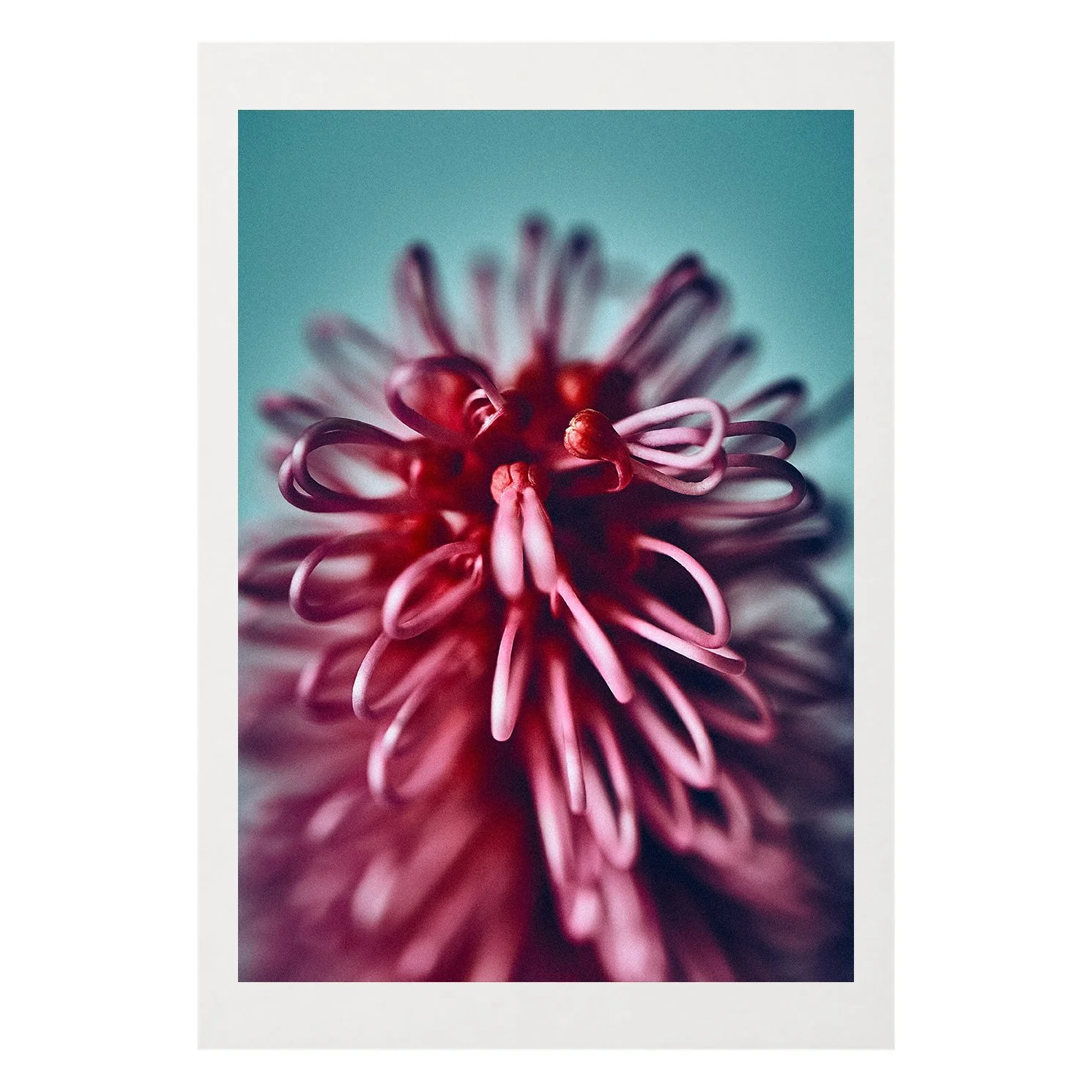 Passion Flower border.jpg