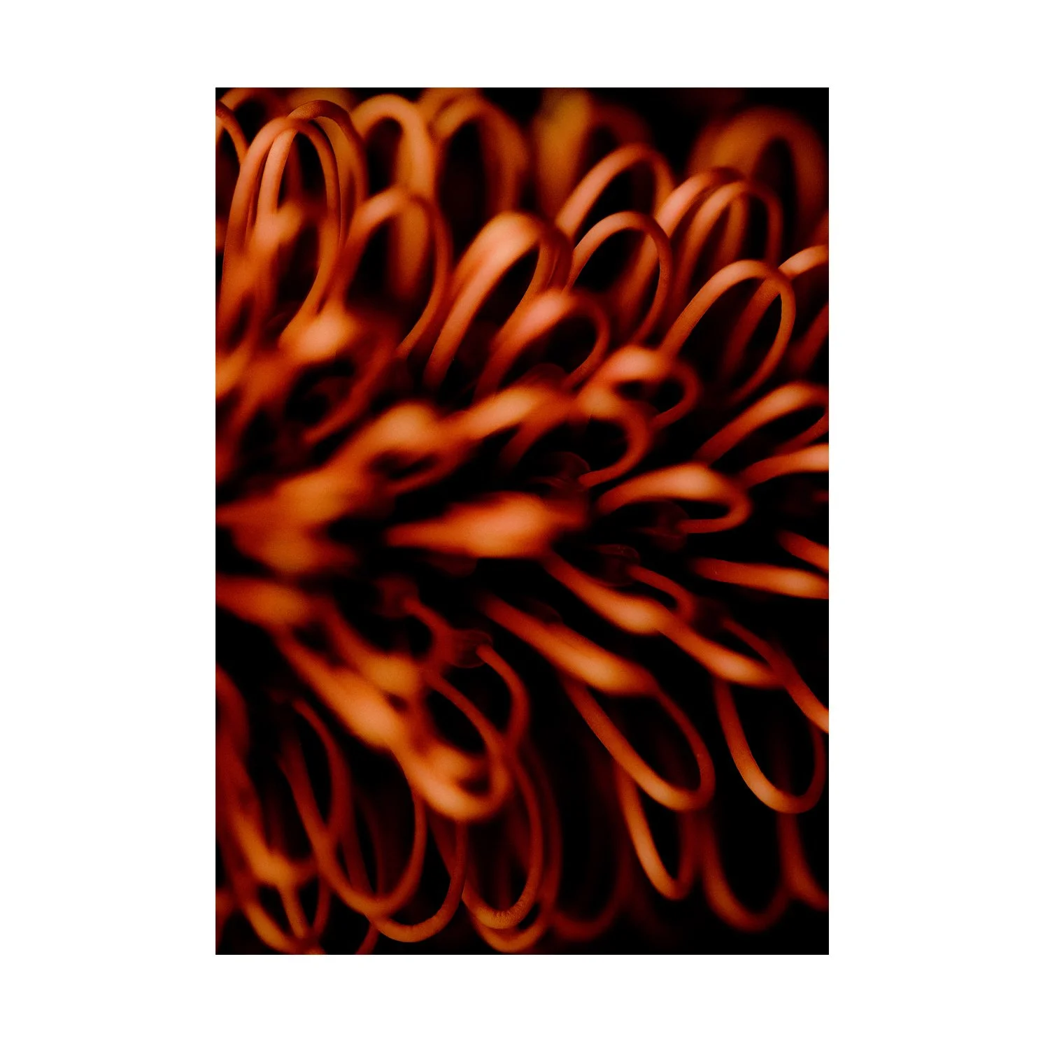 Bloom #1 no border.jpg
