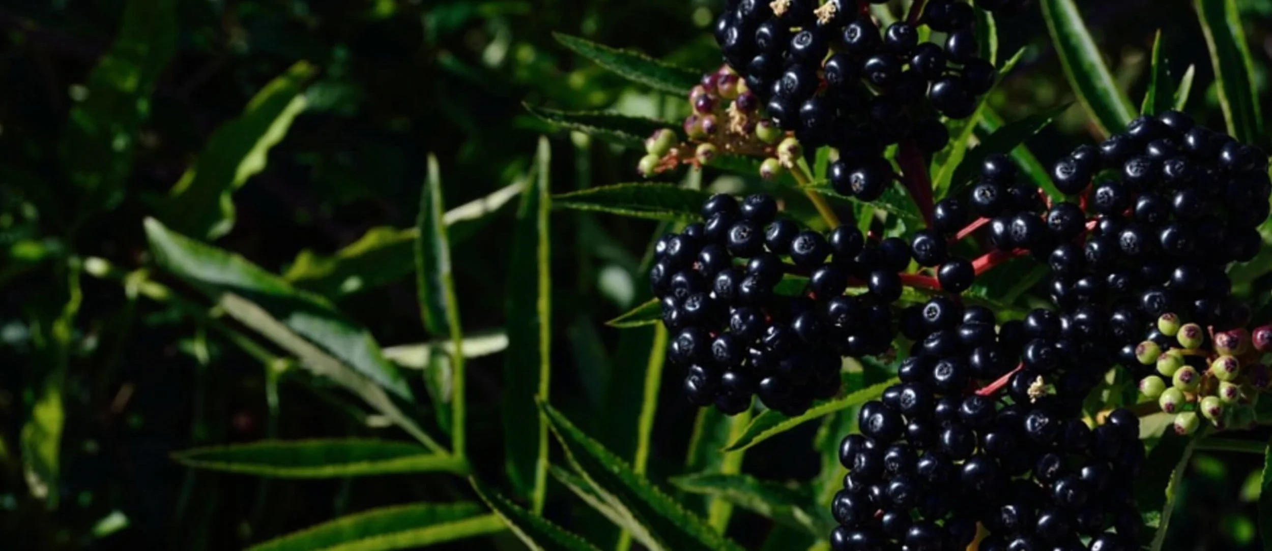 blueberries.jpg