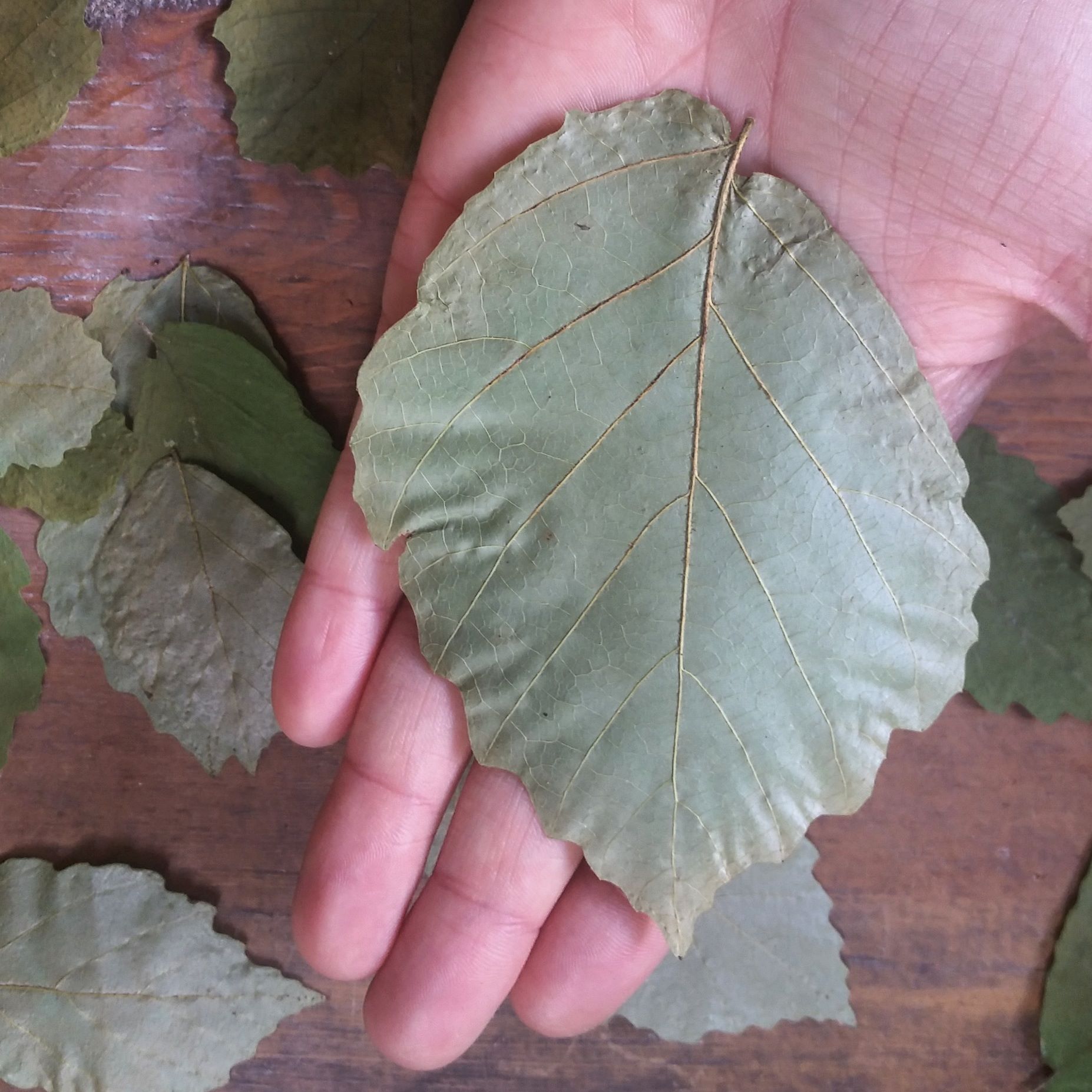 Witchhazel