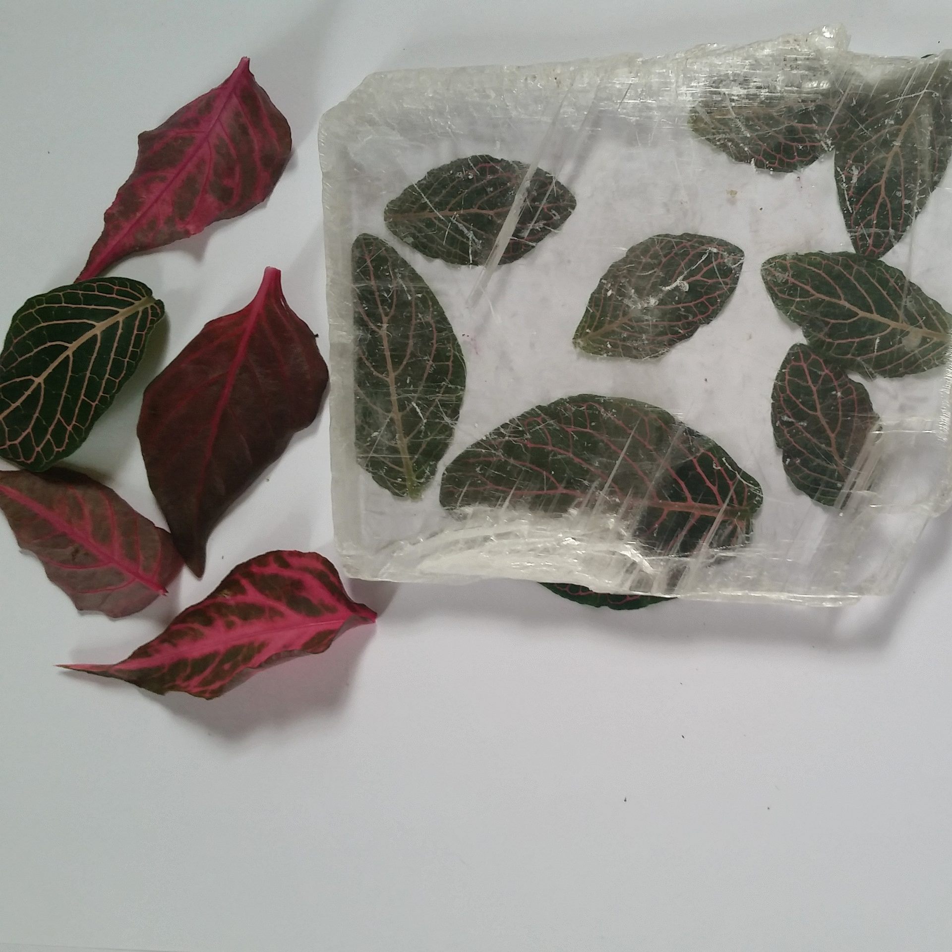 Fittonia Leaves (native to Peru)