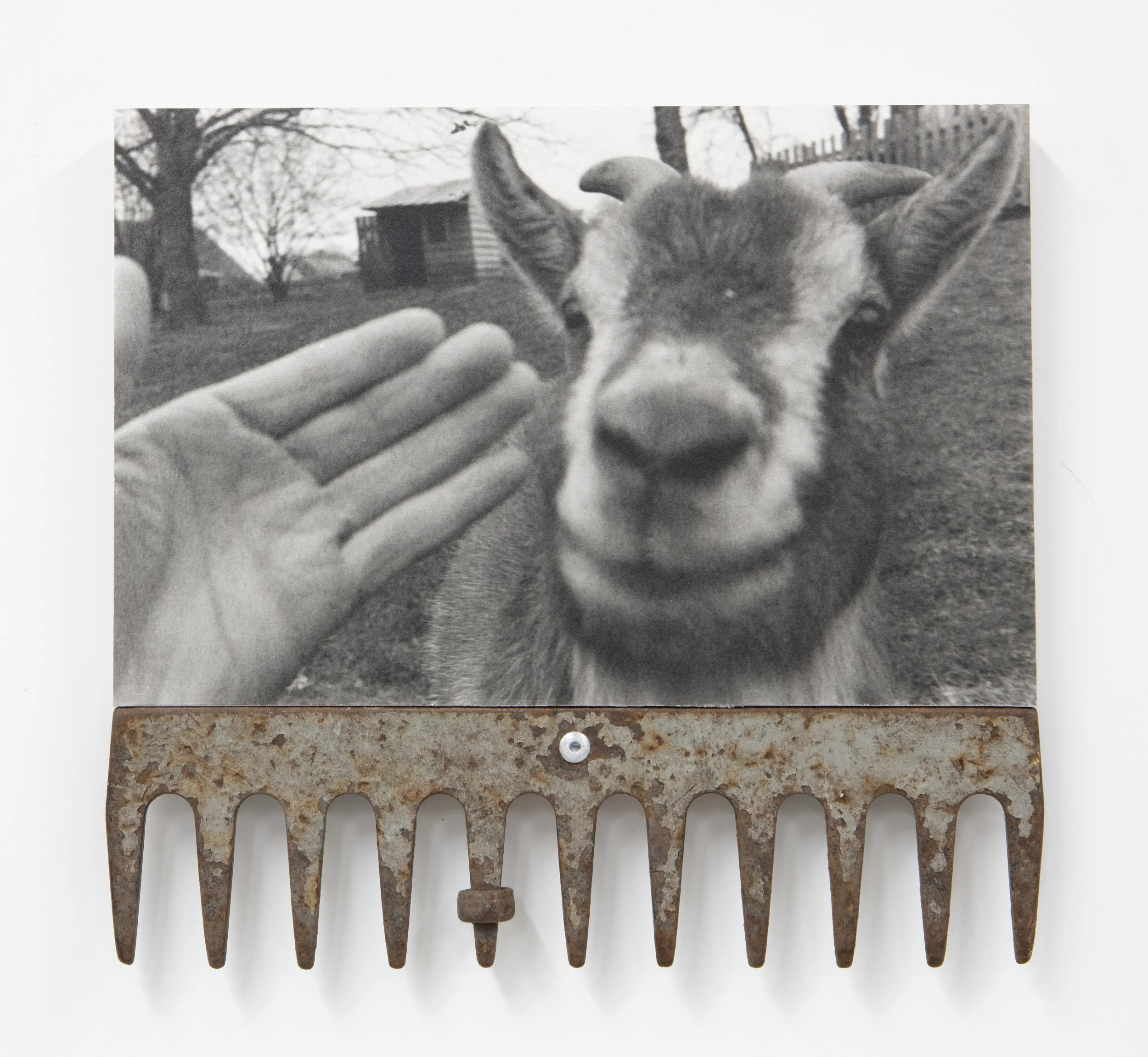  together forever  hand-printed 35mm photograph on melamine birch plywood, found rake, steel rivet  10” × 11” 