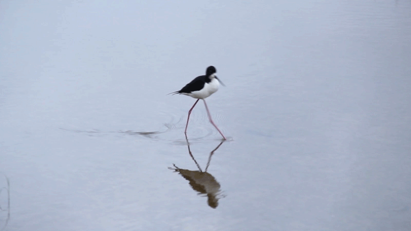 Maui_wetlands_bird_2017_2.gif