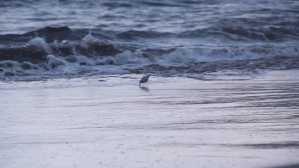 snowy_plover_maui_2017.gif