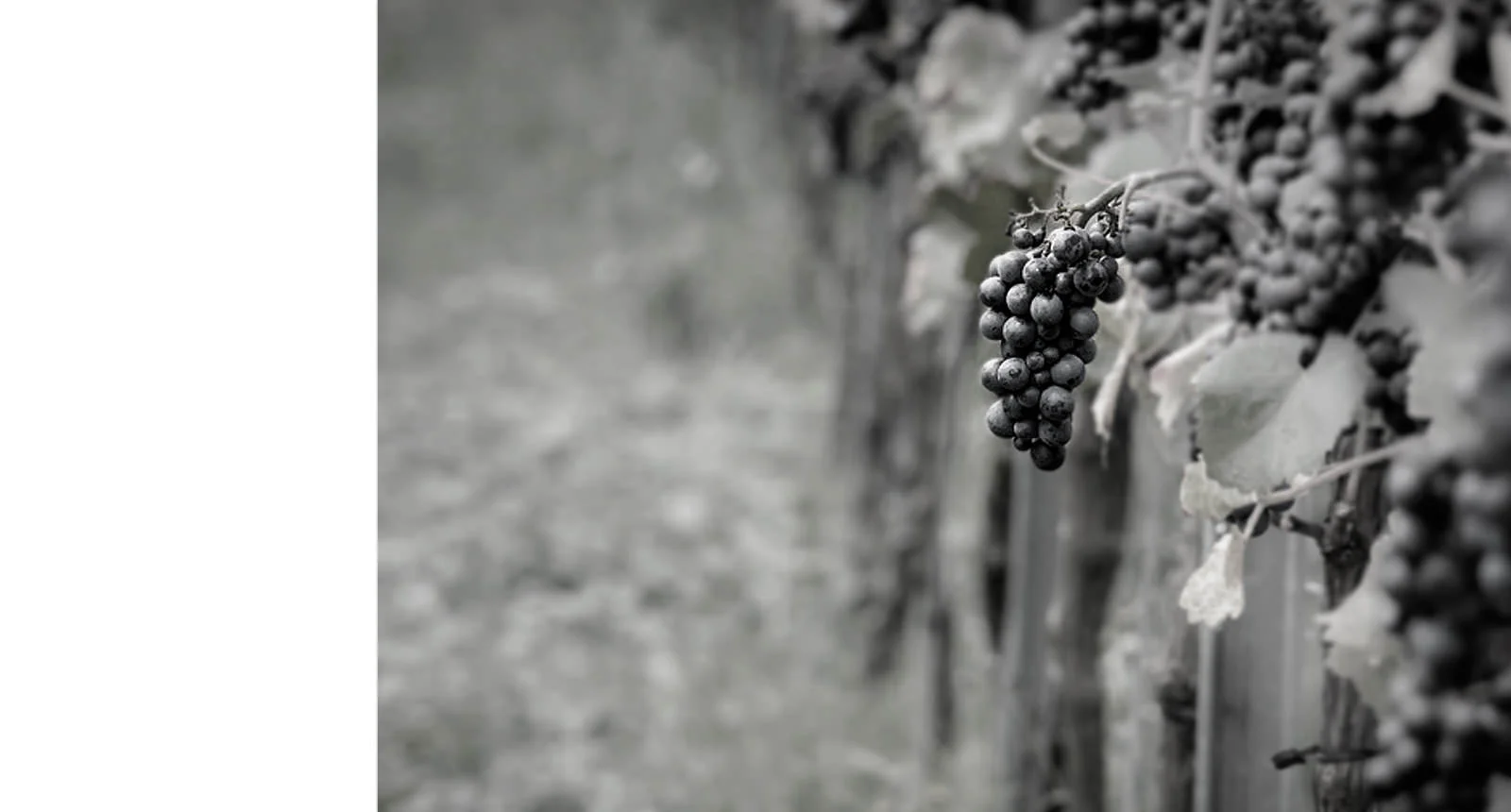 CHAMPIONS OF TERROIR