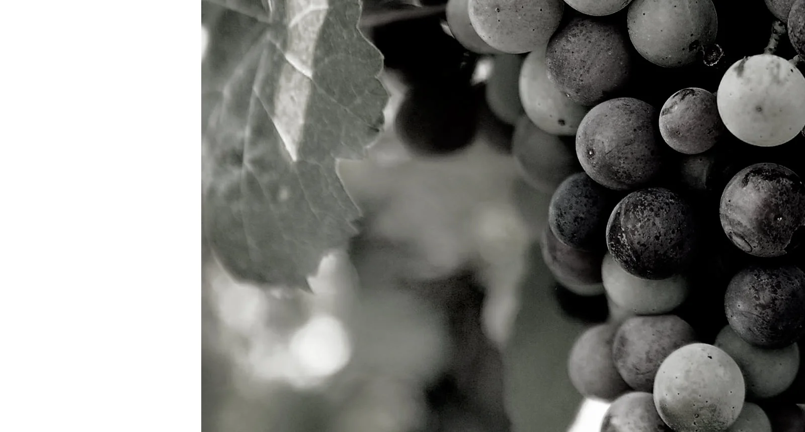 NEWS &amp; NEW DROPS