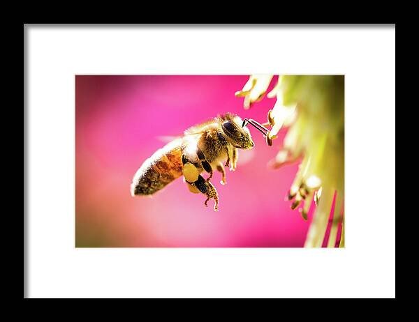 pollinating-bee-on-the-move-joseph-gray.jpg