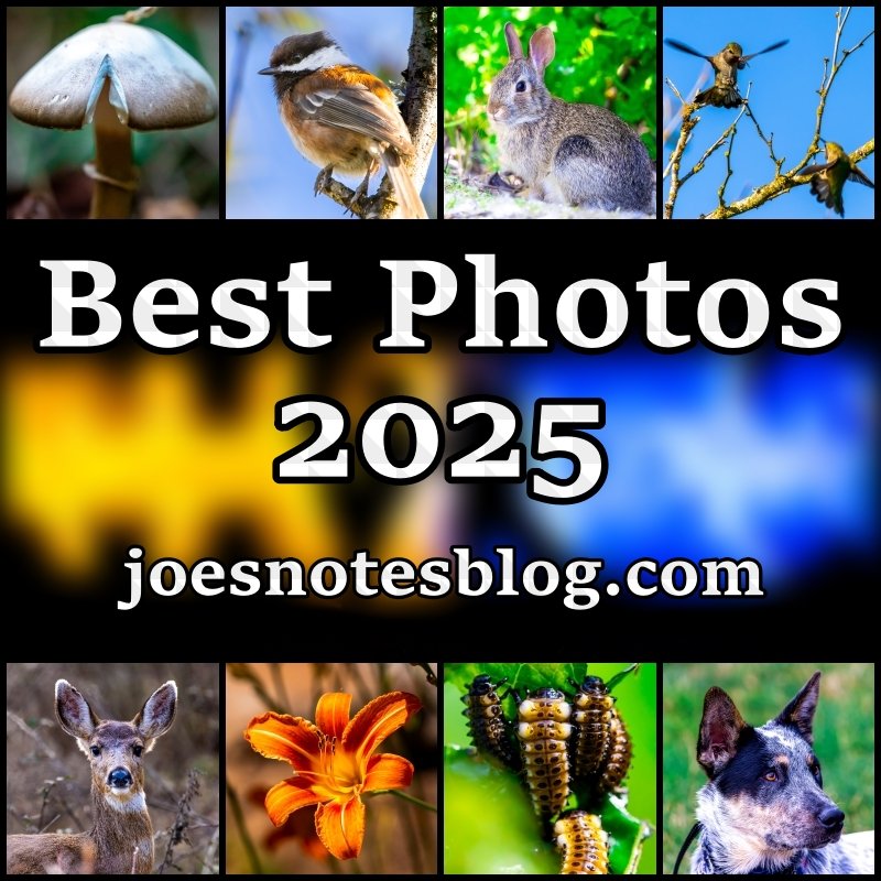 My Best Photos of 2025