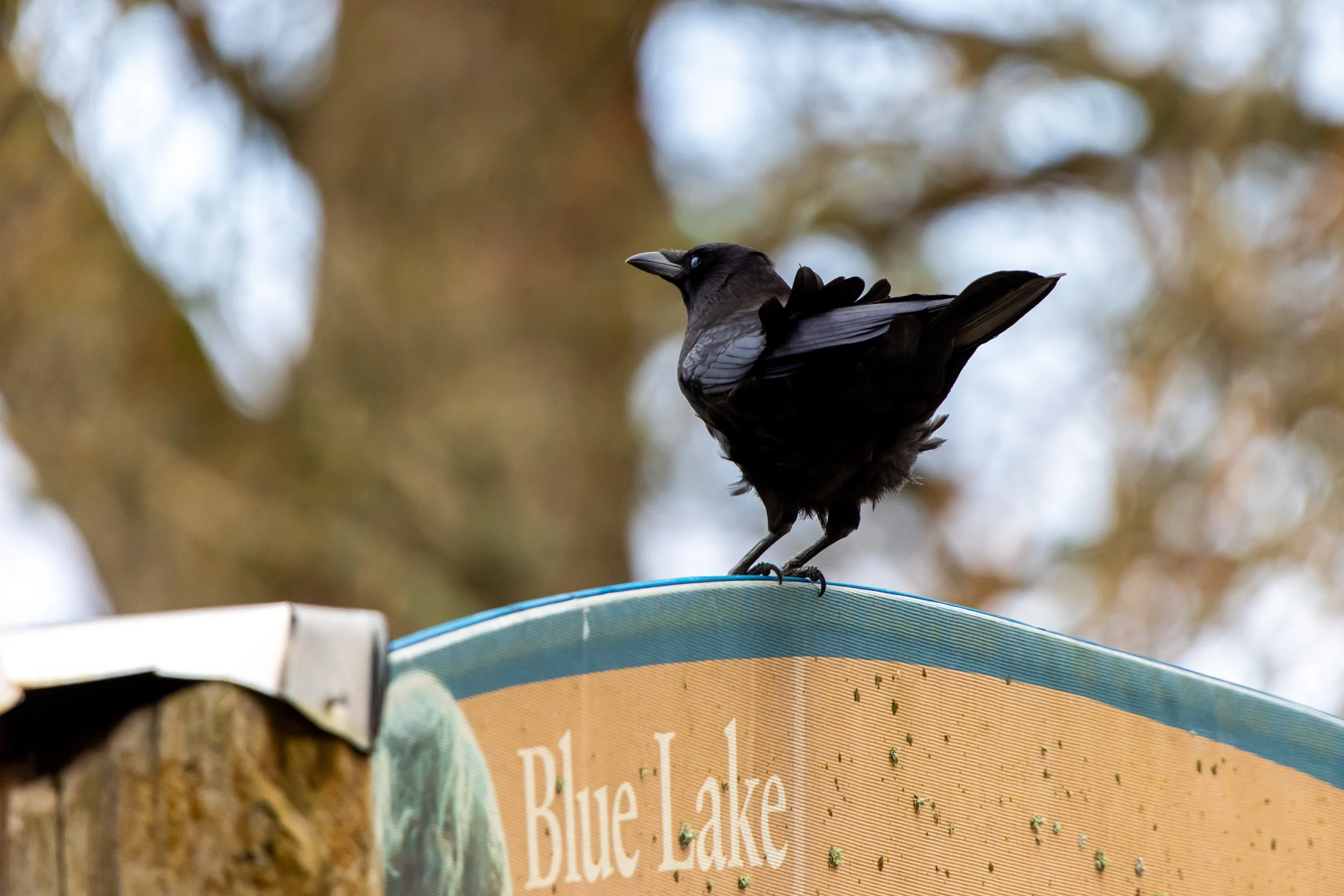 Springtime at Blue Lake! Photo Blog 3.31.26