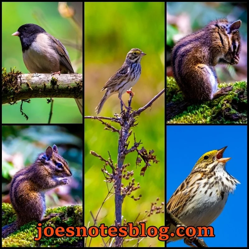 Springtime Birds and Baby Chipmunk at Powell Butte - Photo Blog 4.5.26