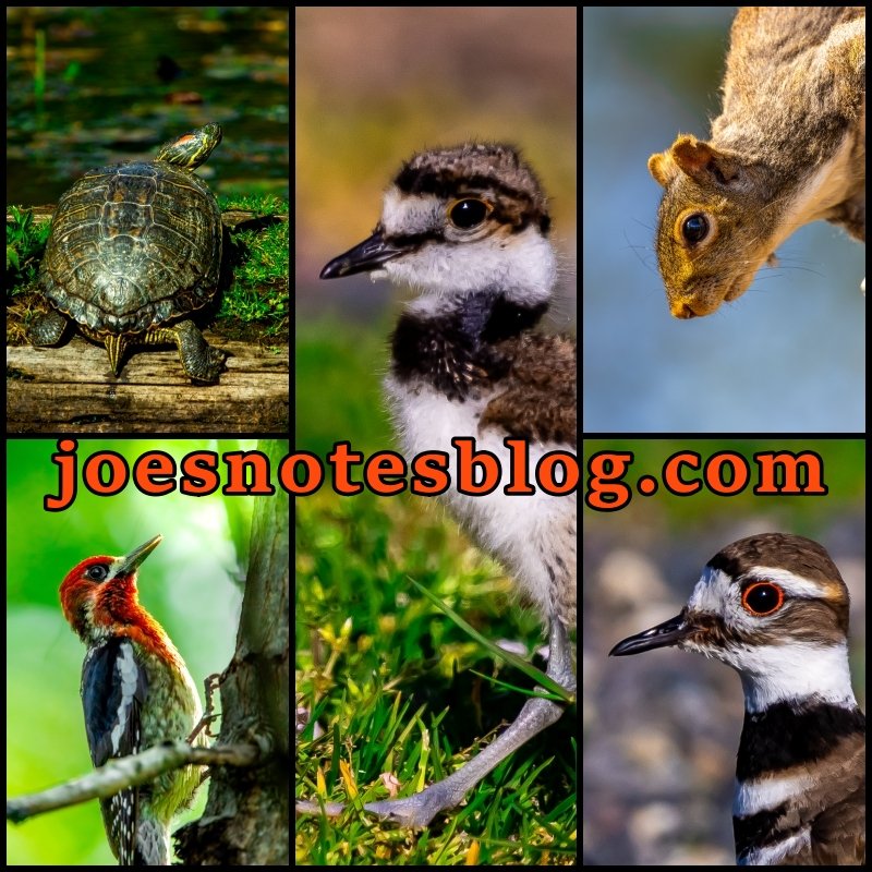 I love my local wildlife! Photoblog 4.18.26 (Blue Lake)