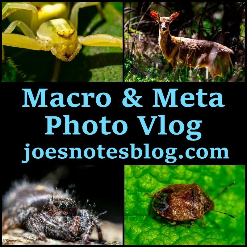 Macro and Meta (Powell Butte Photo Vlog 4.29.26)