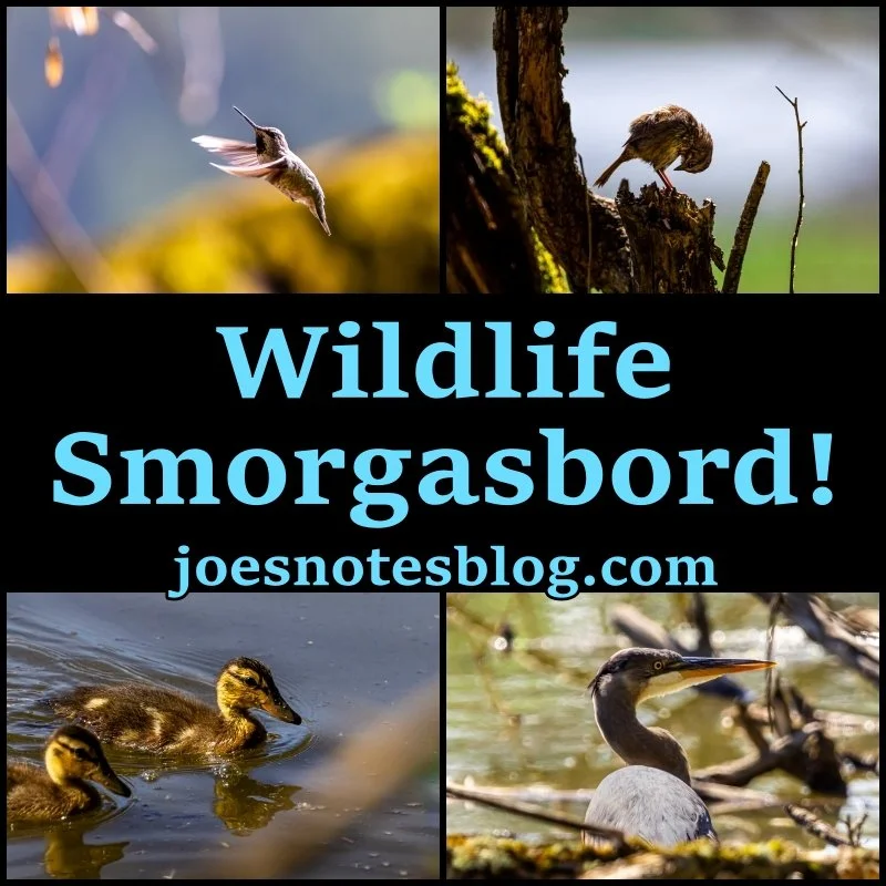 Wildlife Smorgasbord! (Oaks Bottom 5.7.26)