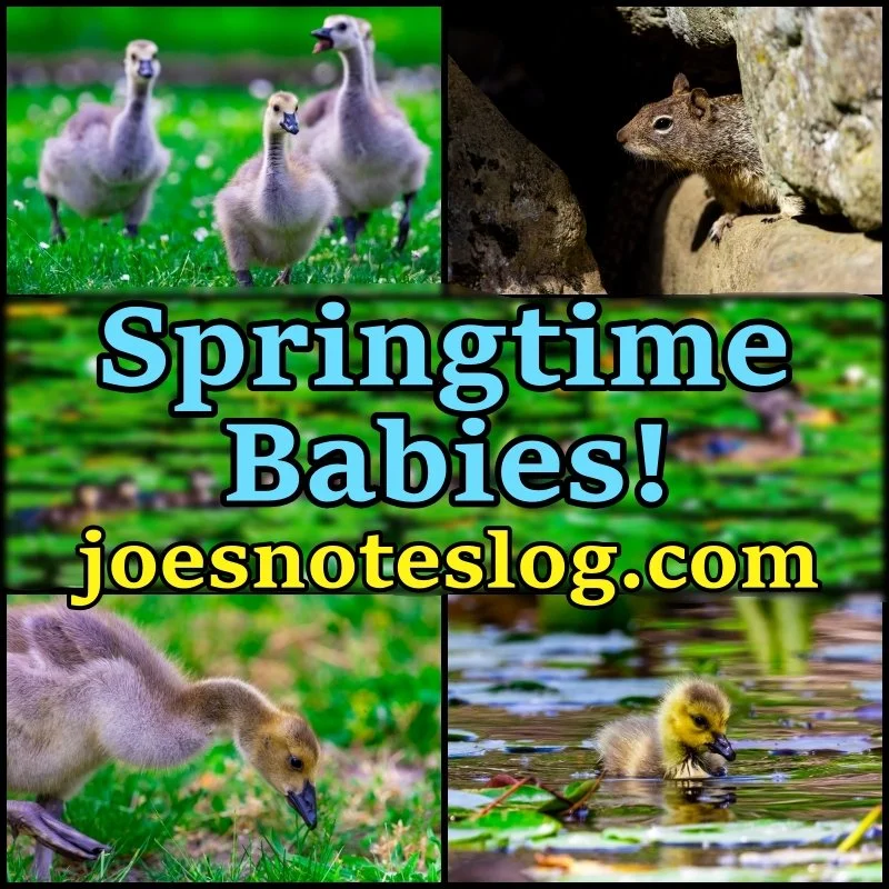Springtime Babies! Blue Lake (5.19.26)