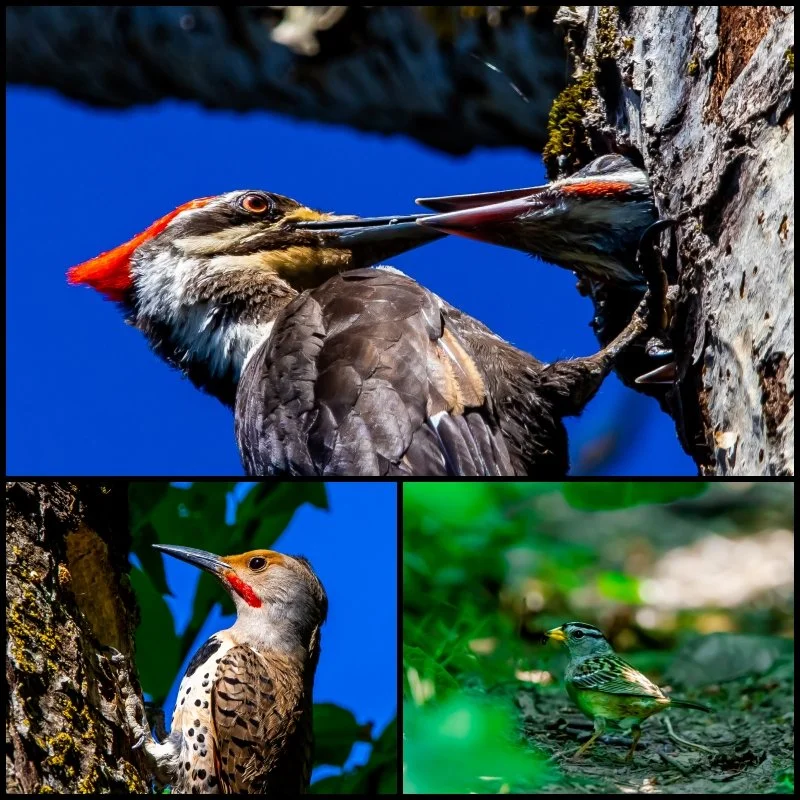 A day at Sandy River Delta (Photo Vlog 5.23.26)