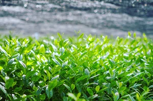 matcha — Midori Matcha