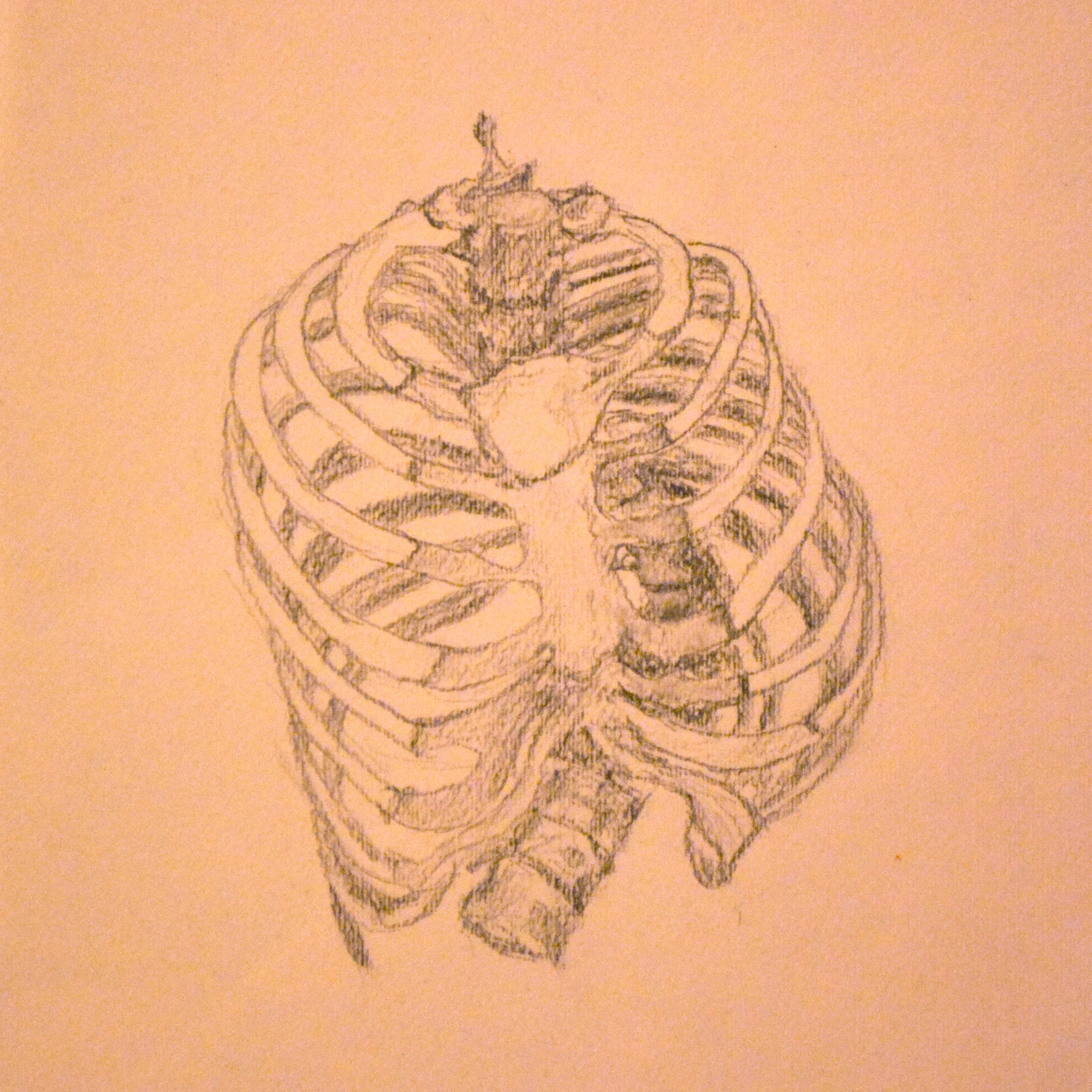 ribcage.jpg