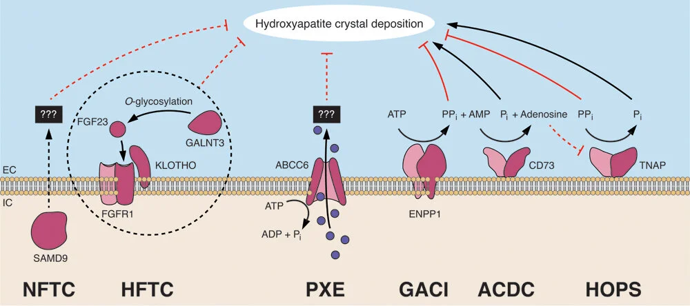 Mineralization Network sm.jpg