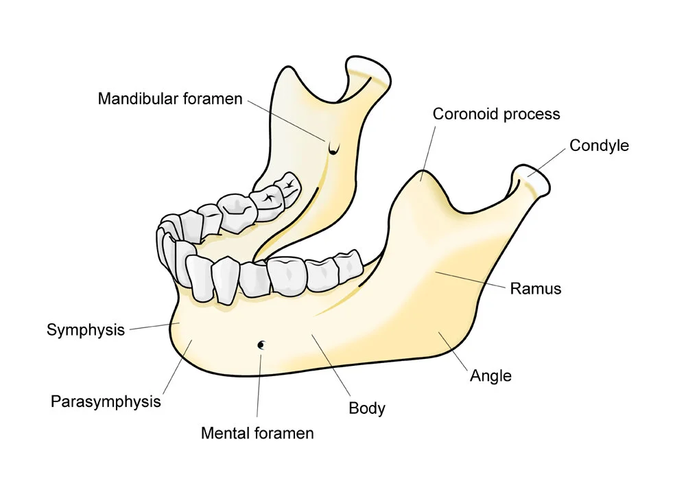 Figure 3. Mandible Anatomy copy sm.jpg