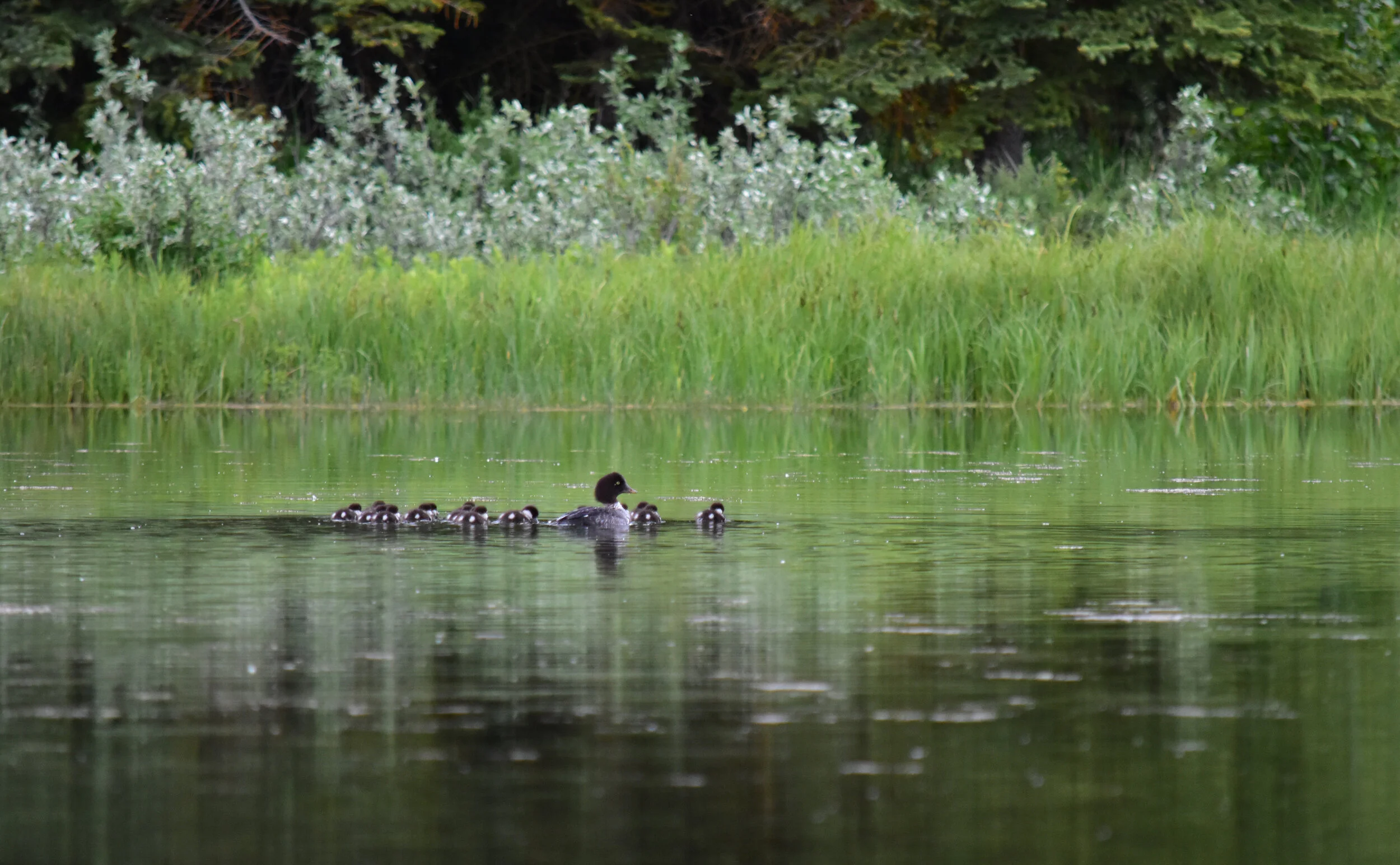 birds on pond.jpg