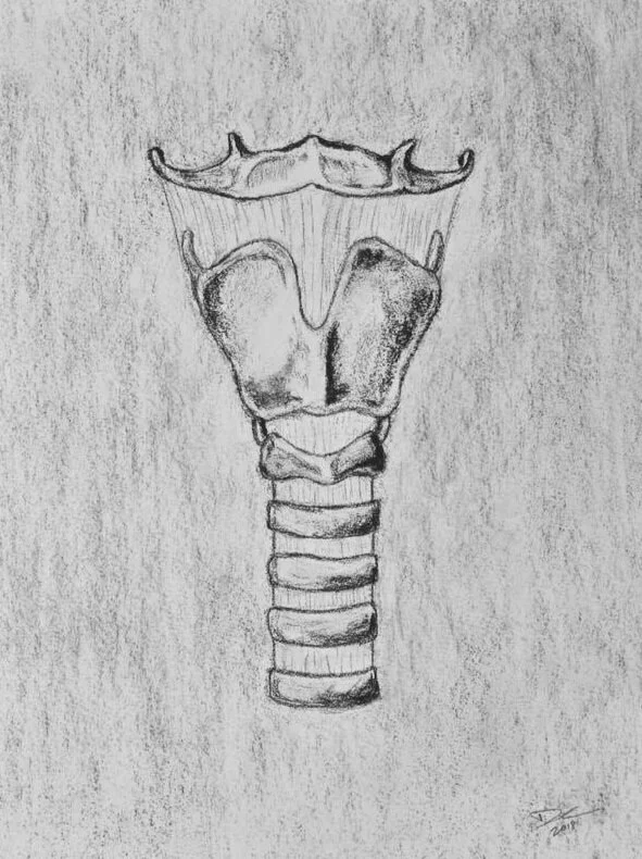 larynxdrawing.jpg
