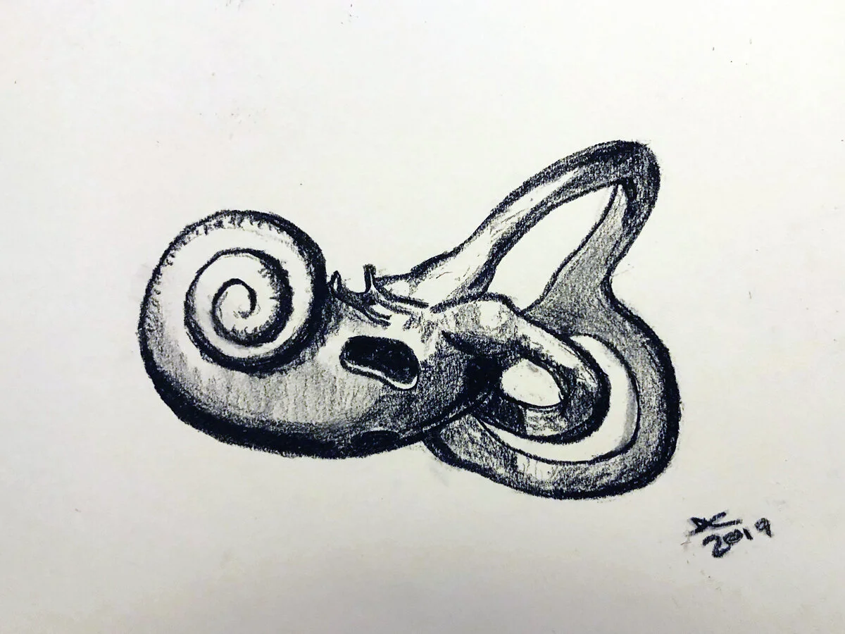 cochleadrawing.jpg