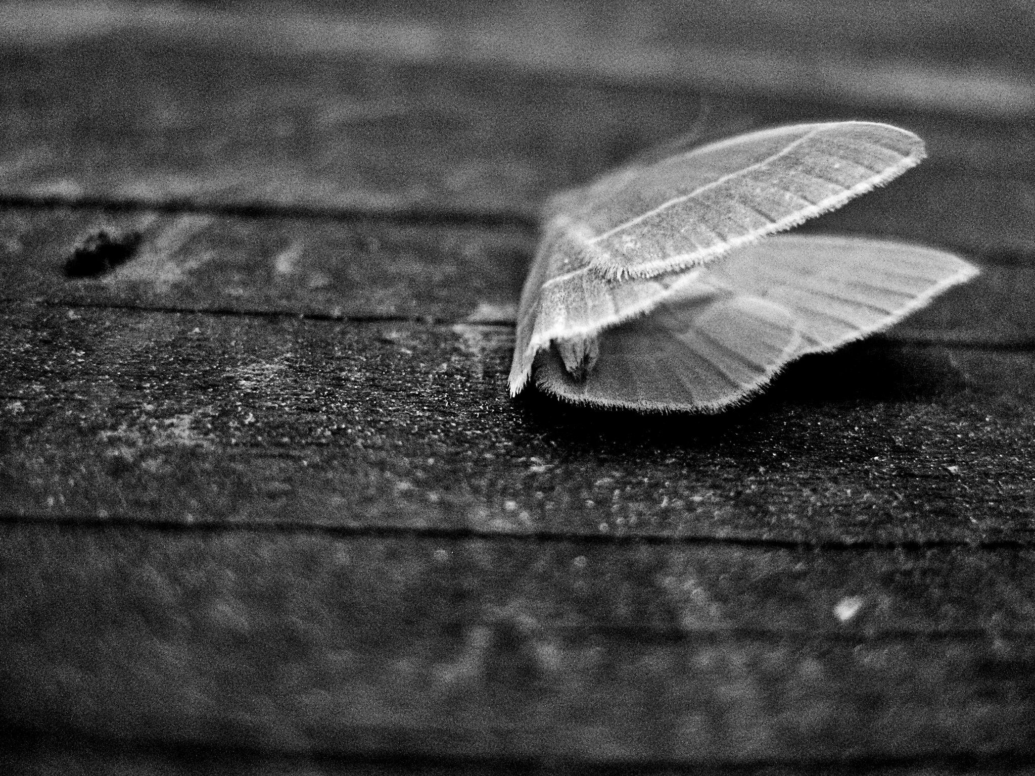 A moth covered in morning due is found lying dead on porch after landing on toxic liquid..jpg