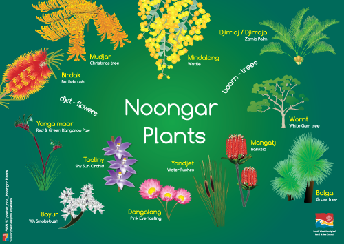 Noongar-Plants.png