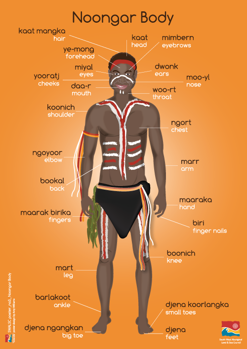 Noongar-body-names.png