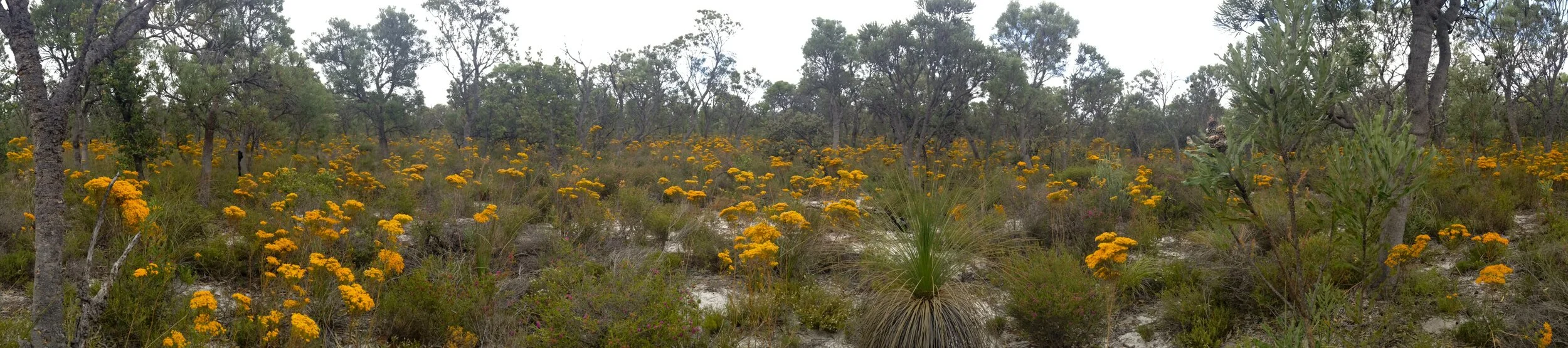 Call for members of the SWALSC Heritage Consultant Selection Panel (HCSP)