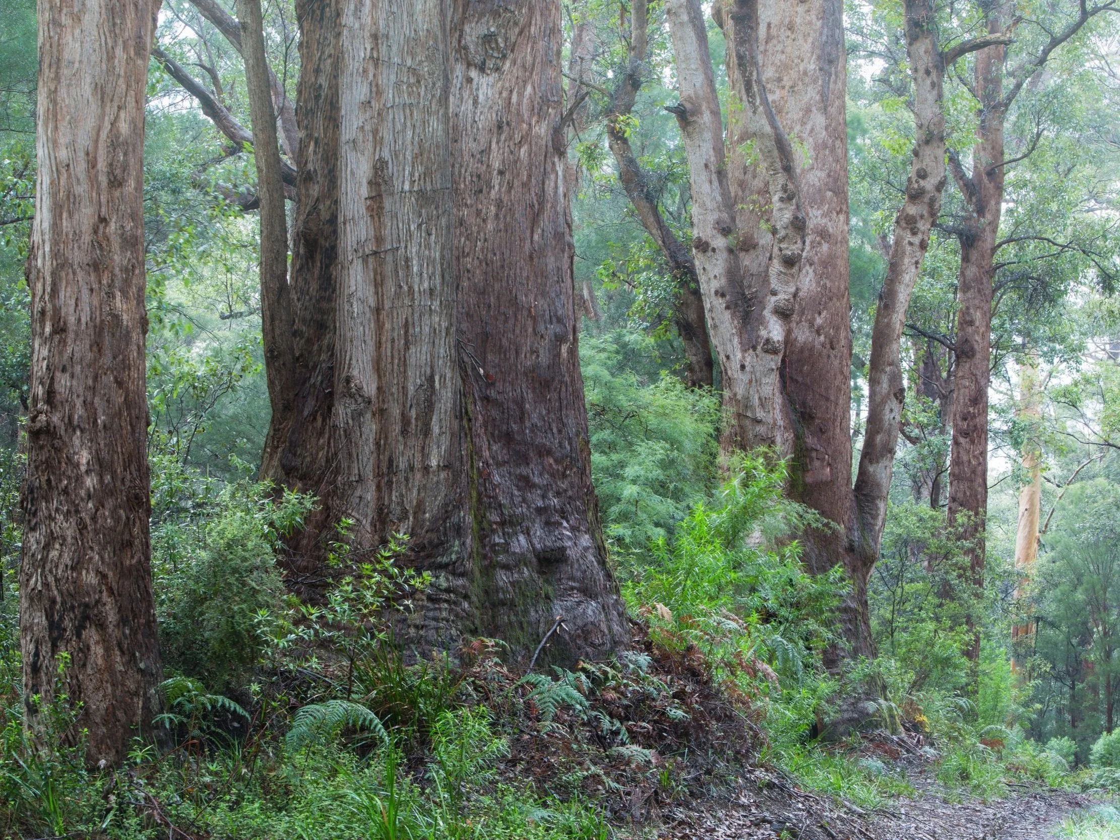 Bush Heritage Australia: Aboriginal and Torres Strait Islander Partnerships Manager