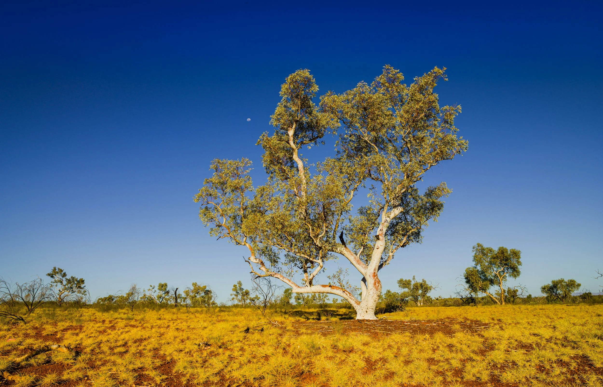 DBCA: South West Native Title roles