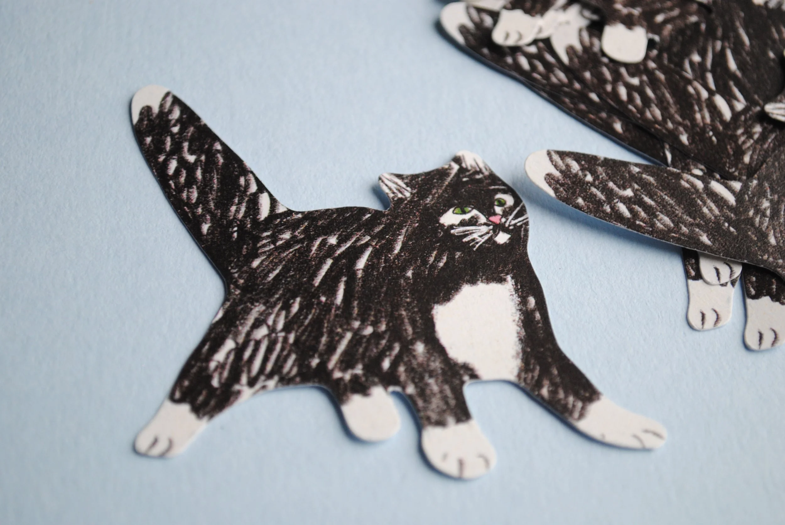Black_and_white_cat_close_up copy.jpg